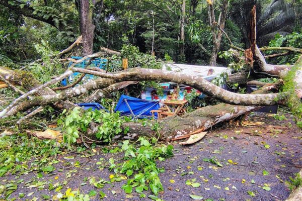 Árbol colapsa sobre puesto de ventas en Tárcoles y causa cuantiosos daños materiales